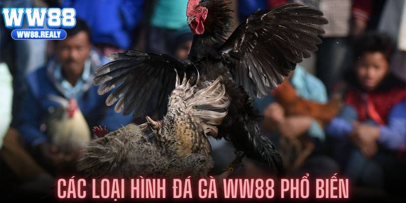 Các loại hình đá gà WW88 phổ biến