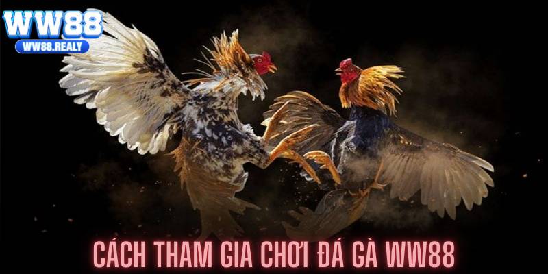Cách tham gia chơi đá gà WW88