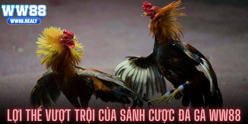 Lợi thế vượt trội của sảnh cược đá gà WW88